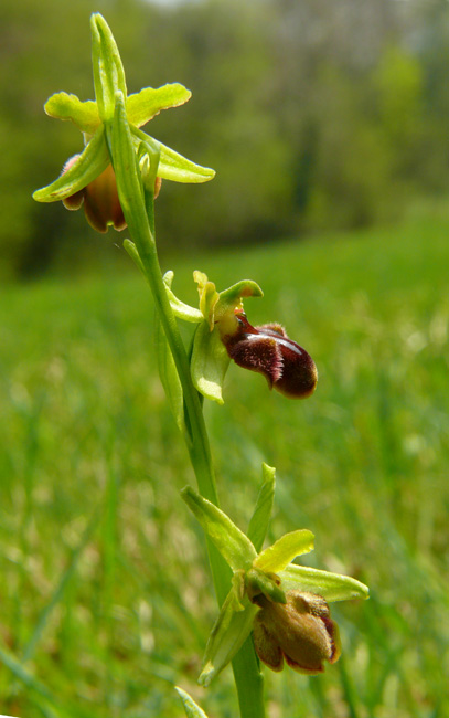 Ophrys sphegodes - variabilit